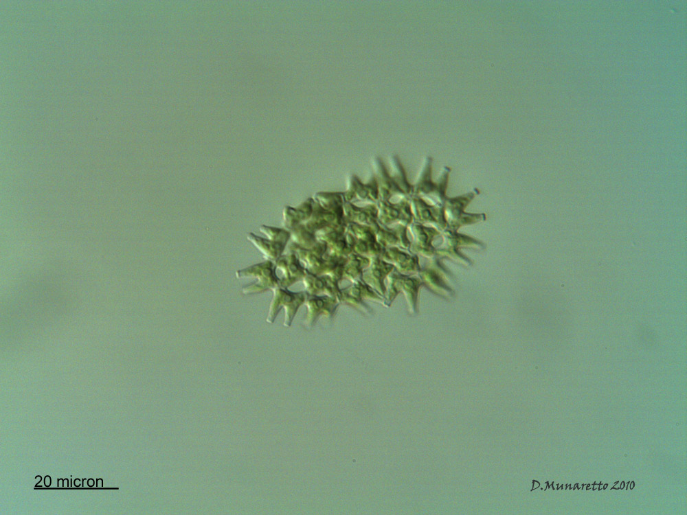 Pediastrum